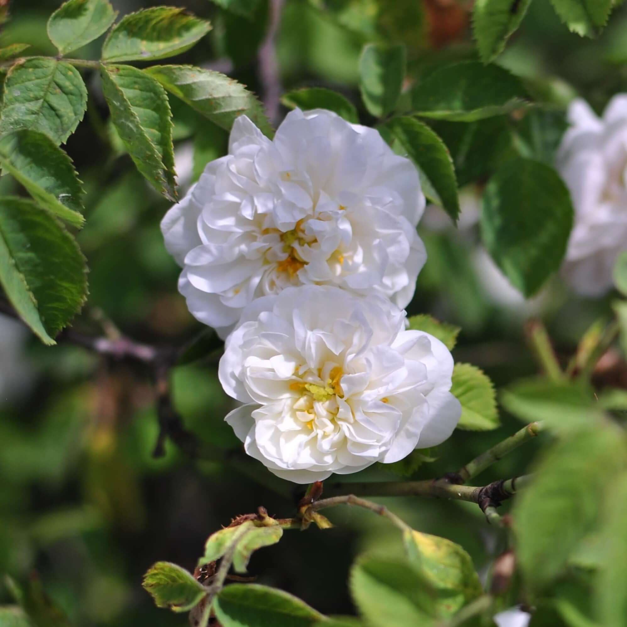 Rose Alba|白玫瑰|白玫瑰精油