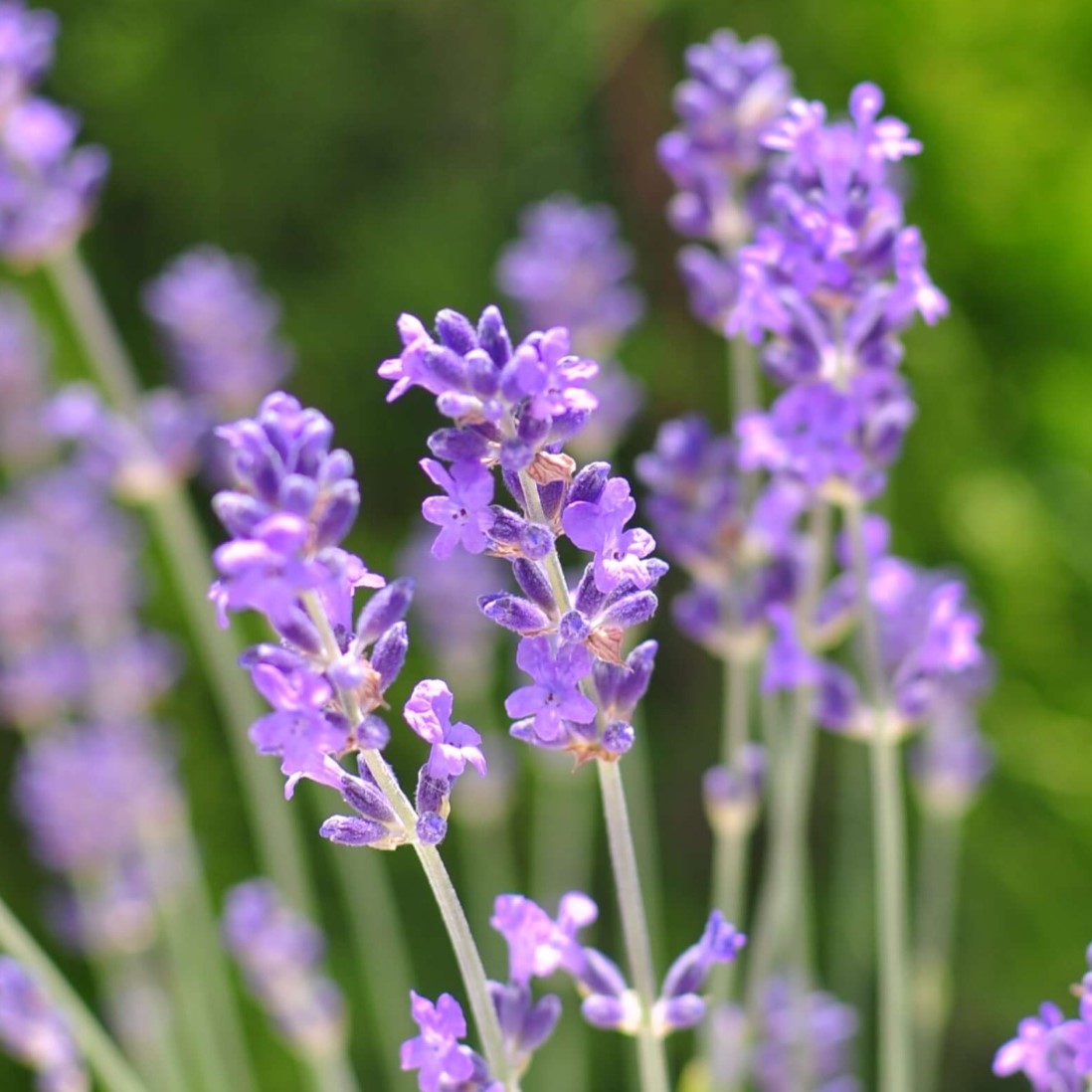 Lavender ｜薰衣草精油｜薰衣草